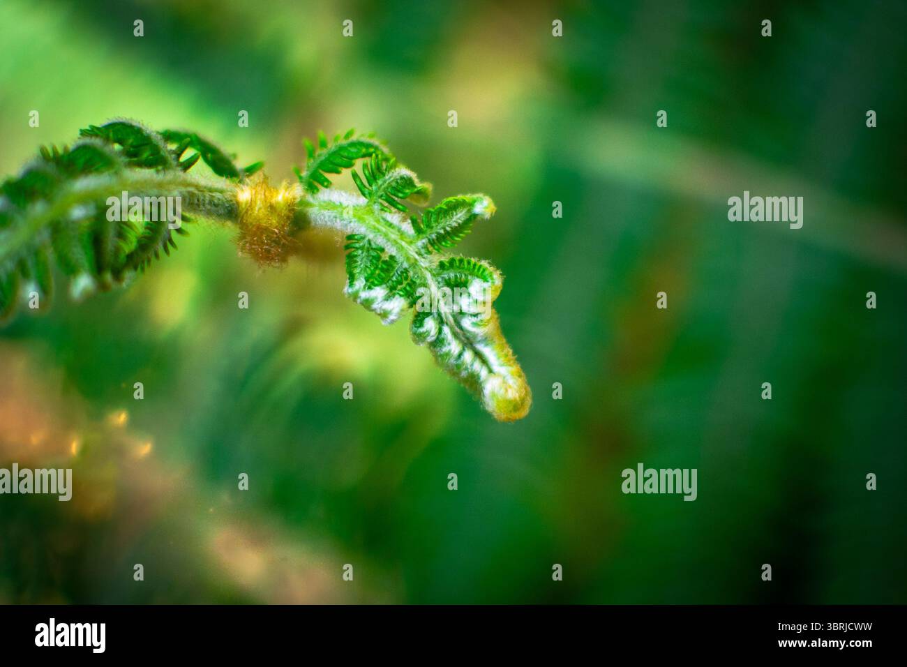 Un'attenzione dettagliata su una pianta di felce che mostra le sue foglie verdi vibranti e che si sviluppa una nuova crescita, simboleggiando la bellezza e il rinnovamento della natura. Foto Stock