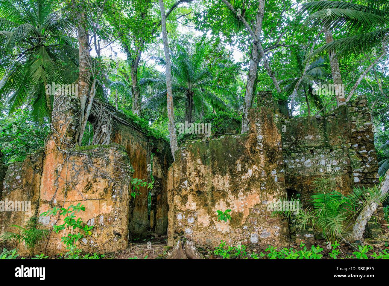le radici aggrovigliate di ceiba strangolano la decadente muratura della chiesa cattolica di ribeira ize, l'originale capitale di principe che ritorna nella giungla Foto Stock
