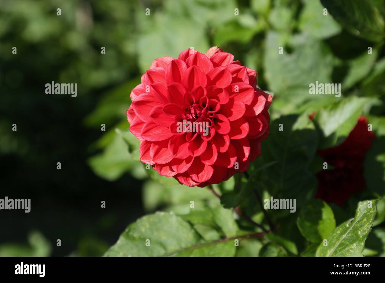 Un berlinese Kleene Dahlia nei giardini del Port Lympne Safari Park Foto Stock