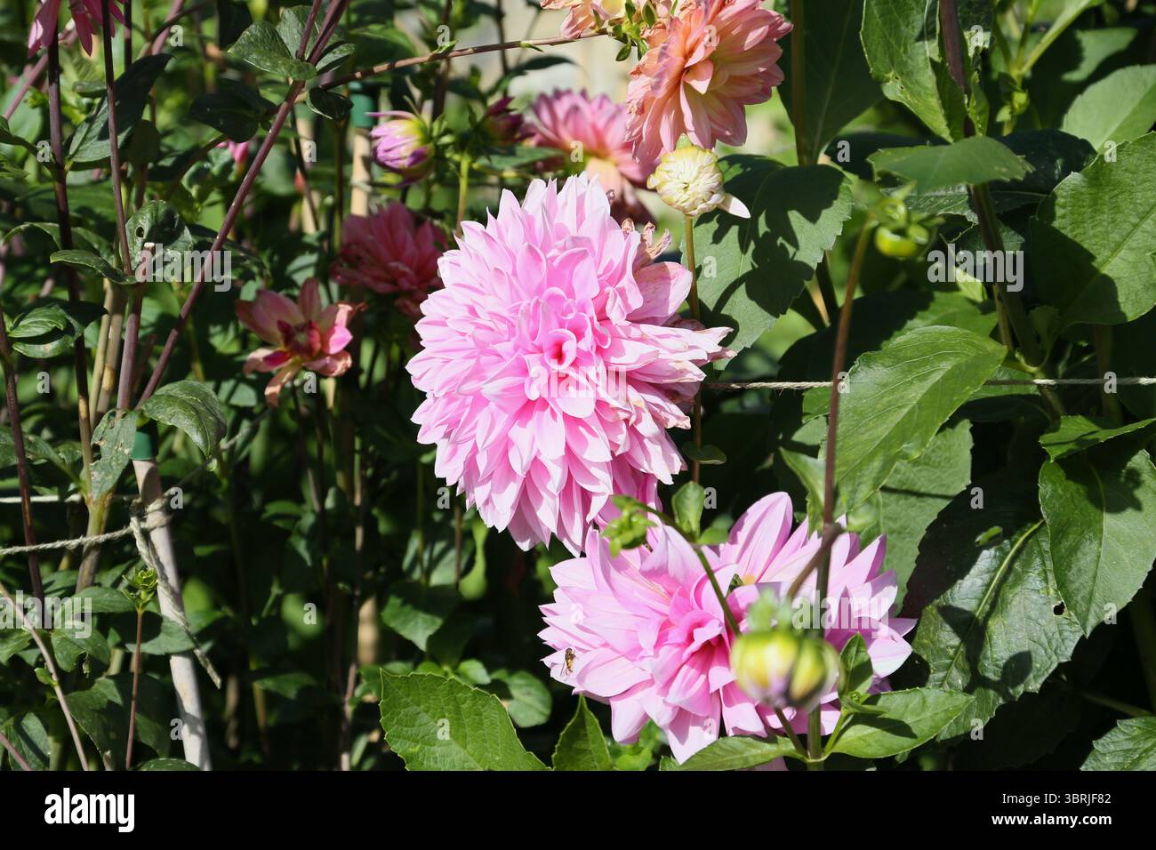 Un Cafe au Lait Dahlia nei giardini del Parco Safari di Port Lympne Foto Stock