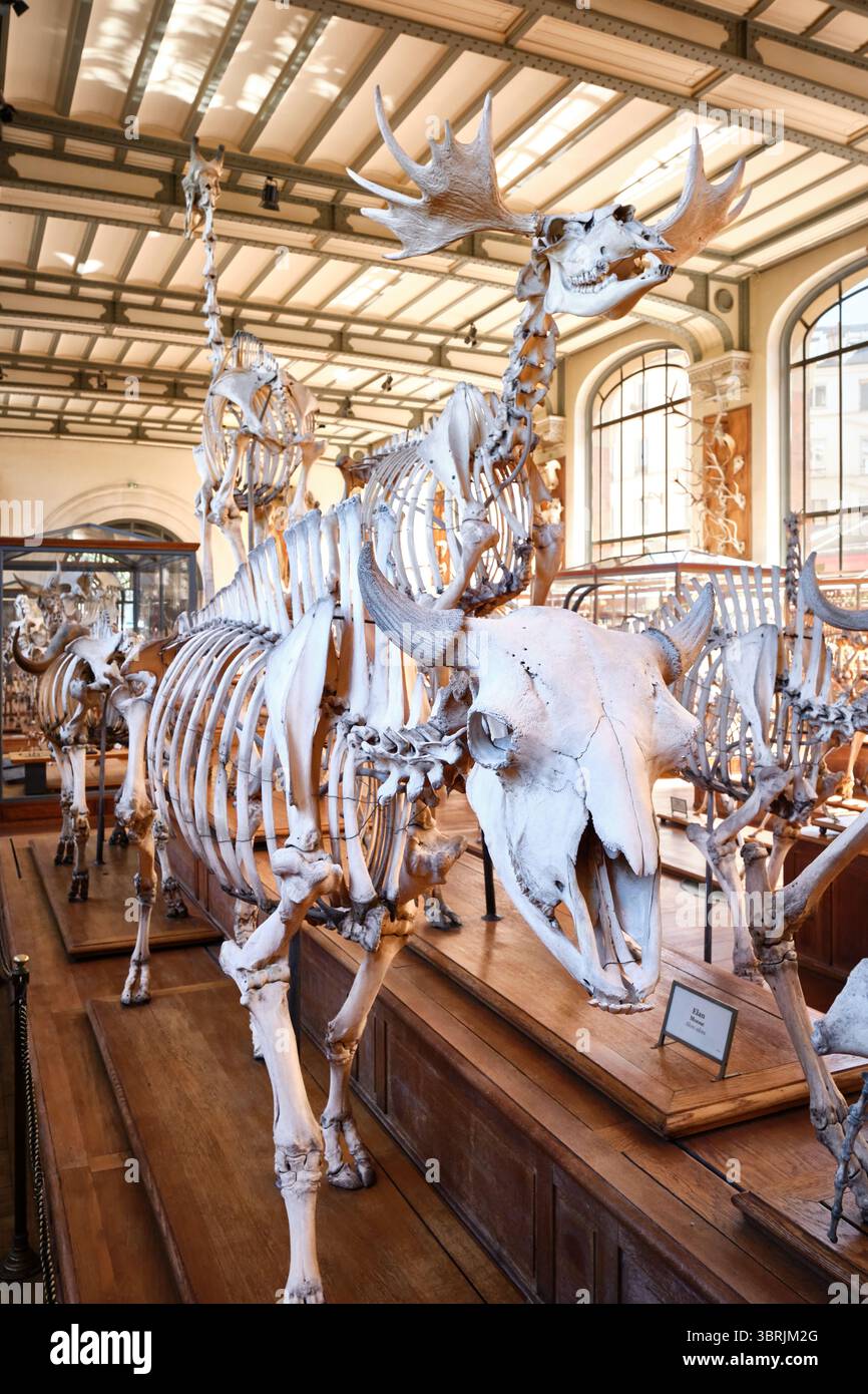 Galleria comparativa di Paleontologia e anatomia, museo di Parigi, Francia Foto Stock