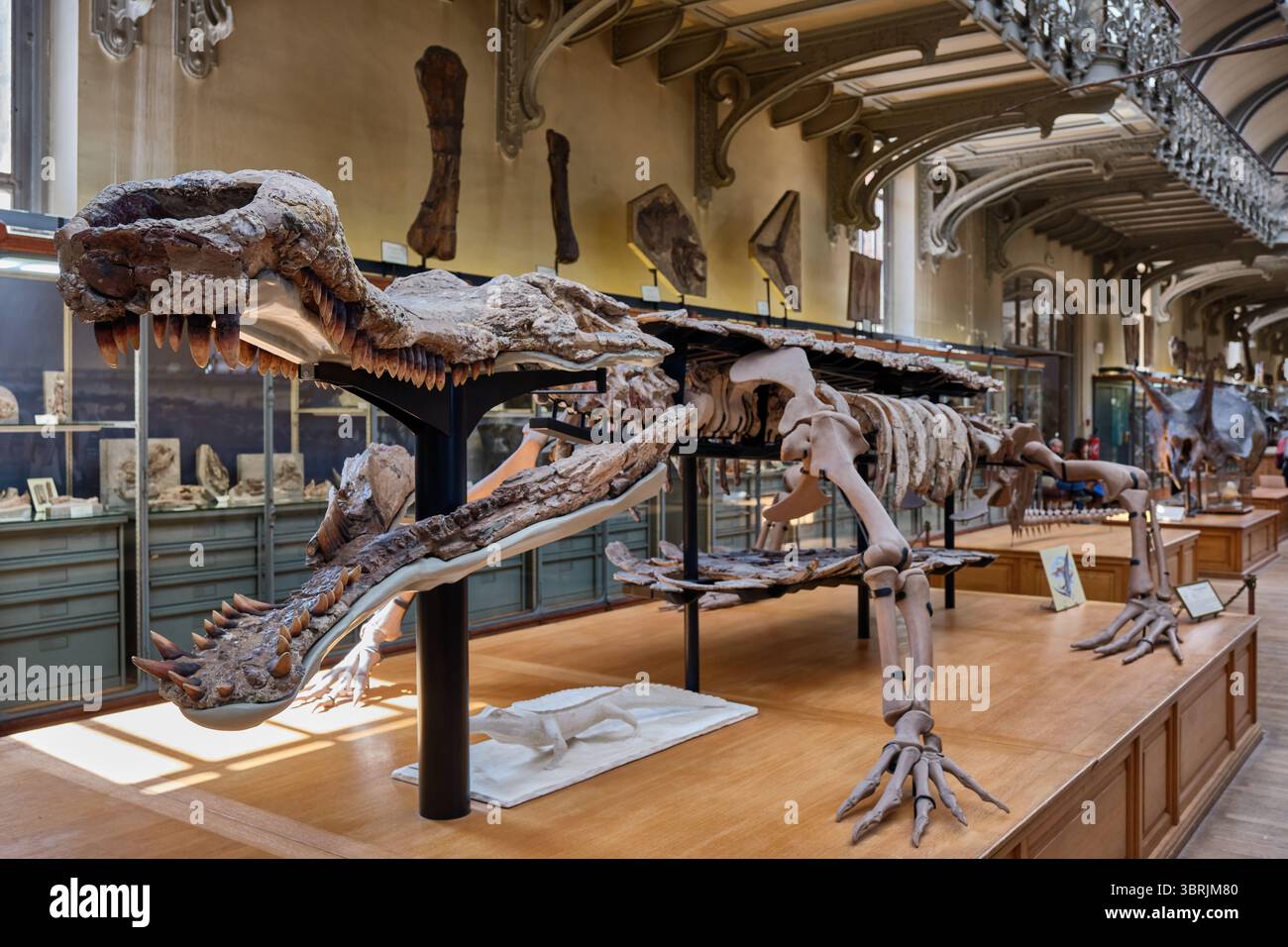 Galleria comparativa di Paleontologia e anatomia, museo di Parigi, Francia Foto Stock