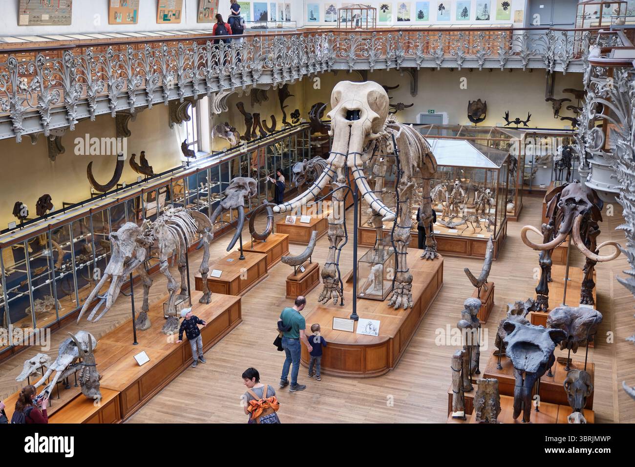Galleria comparativa di Paleontologia e anatomia, museo di Parigi, Francia Foto Stock