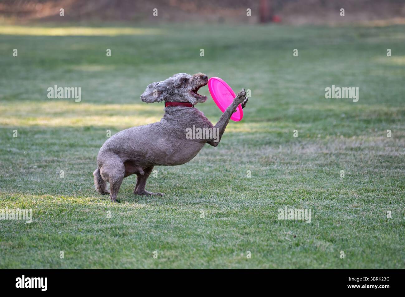 Un barboncino standard che usa i piedi per intrappolare e prendere un disco rosa Foto Stock