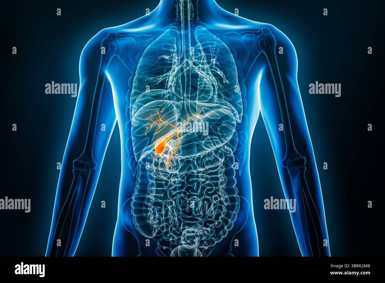 Vista radiologica anteriore o frontale della colecisti umana illustrazione di rendering 3D con contorni del corpo maschile. Anatomia, organo del sistema digerente, medico, biol Foto Stock
