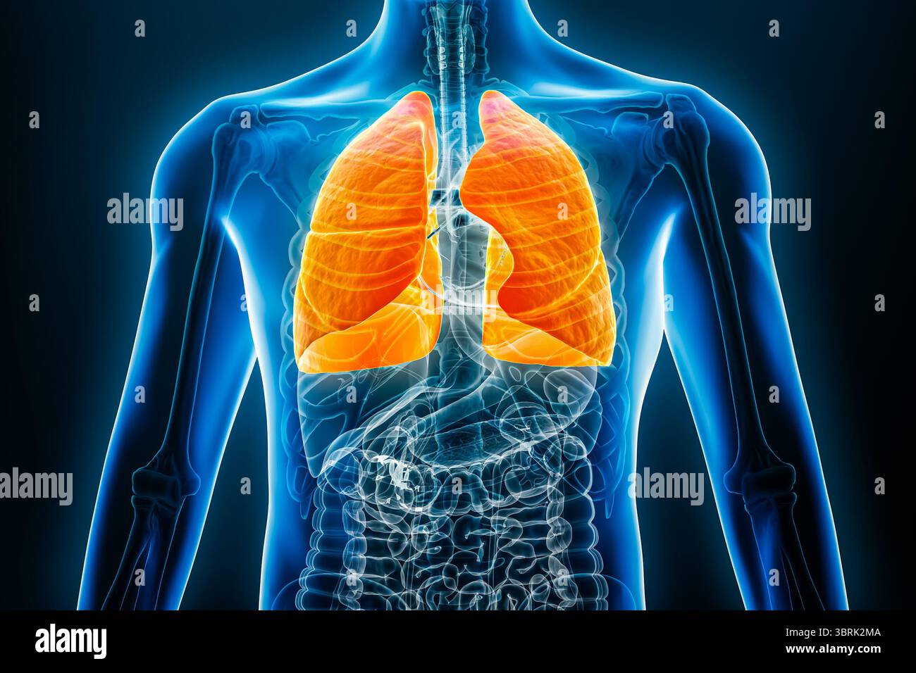 Vista anteriore o anteriore dei polmoni umani, rappresentazione 3D con i contorni del corpo maschile. Anatomia, organo del sistema respiratorio, medico, biologia, Foto Stock