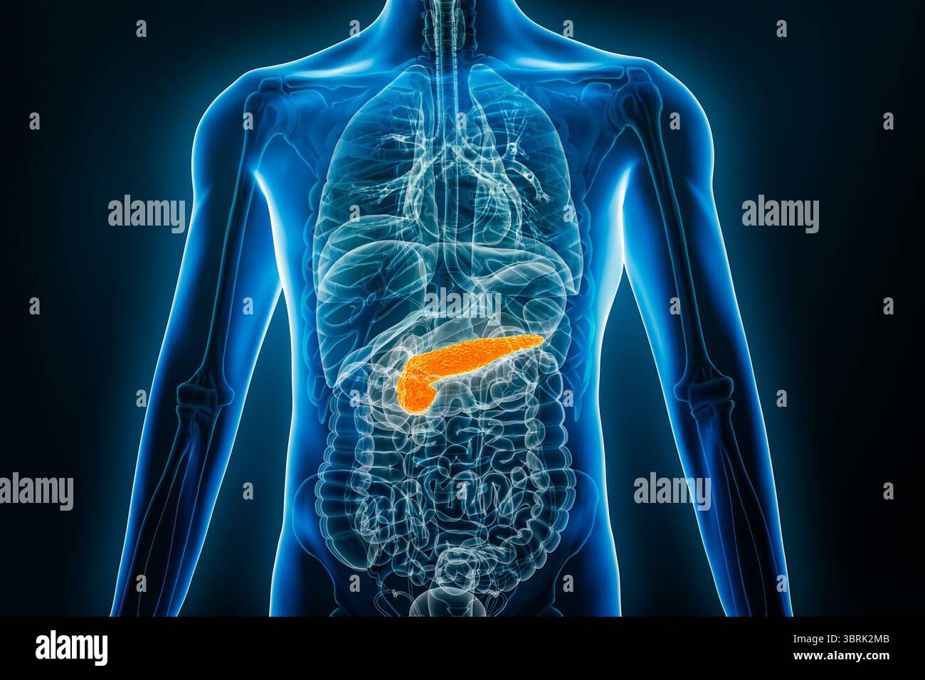 Vista anteriore o anteriore a raggi X del pancreas umano illustrazione di rendering 3D con contorni del corpo maschile. Anatomia, organo del sistema digerente, medico, biologia Foto Stock Vista anteriore o anteriore a raggi X del pancreas umano illustrazione di rendering 3D con contorni del corpo maschile. Anatomia, organo del sistema digerente, medico, biologia Foto Stock