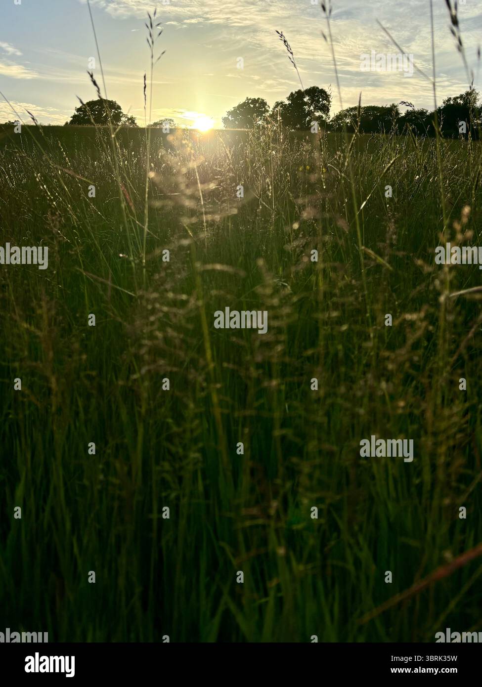 sole che tramonta dietro lunghe erbe Foto Stock