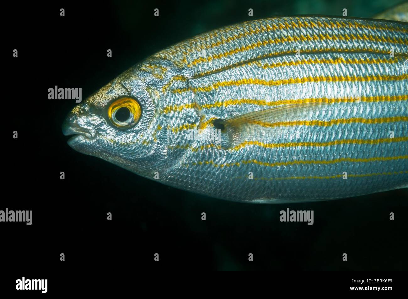 Vista ravvicinata di un'orata di vacca, pesce da sogno, SARPA salpa, Cadaques, Cap de Creus, Catalogna, Spagna Foto Stock