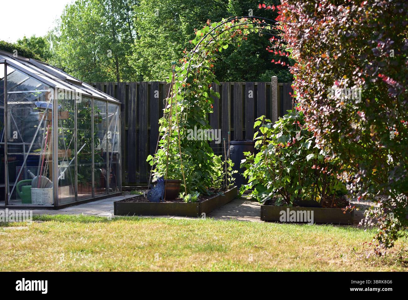 Vista di un giardino del Regno Unito con serra in alluminio e un piccolo appezzamento di verdure al sole. Foto Stock