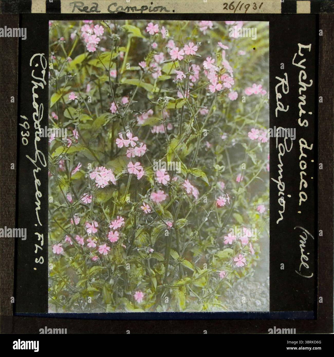 Lychnis dioica (Campion Rosso) - Theodore Green - 26 1931 61. Foto Stock