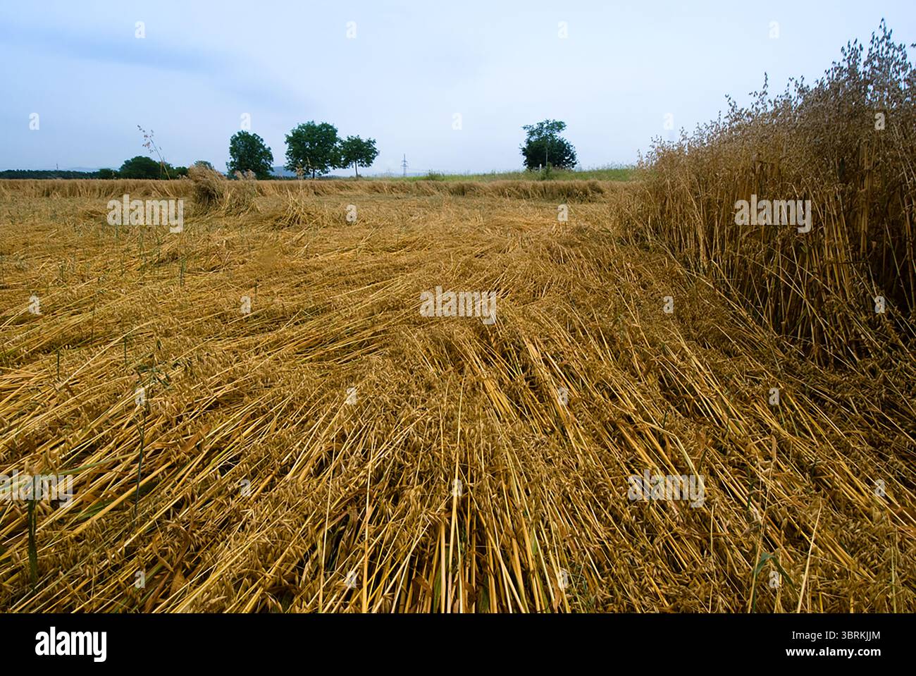 Cereali raccolto in un campo con cielo blu, close-up Foto Stock