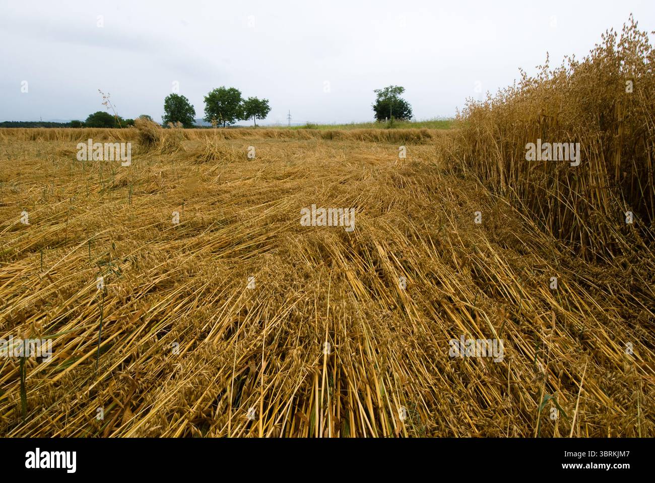 Cereali raccolto in un campo con cielo blu, close-up Foto Stock