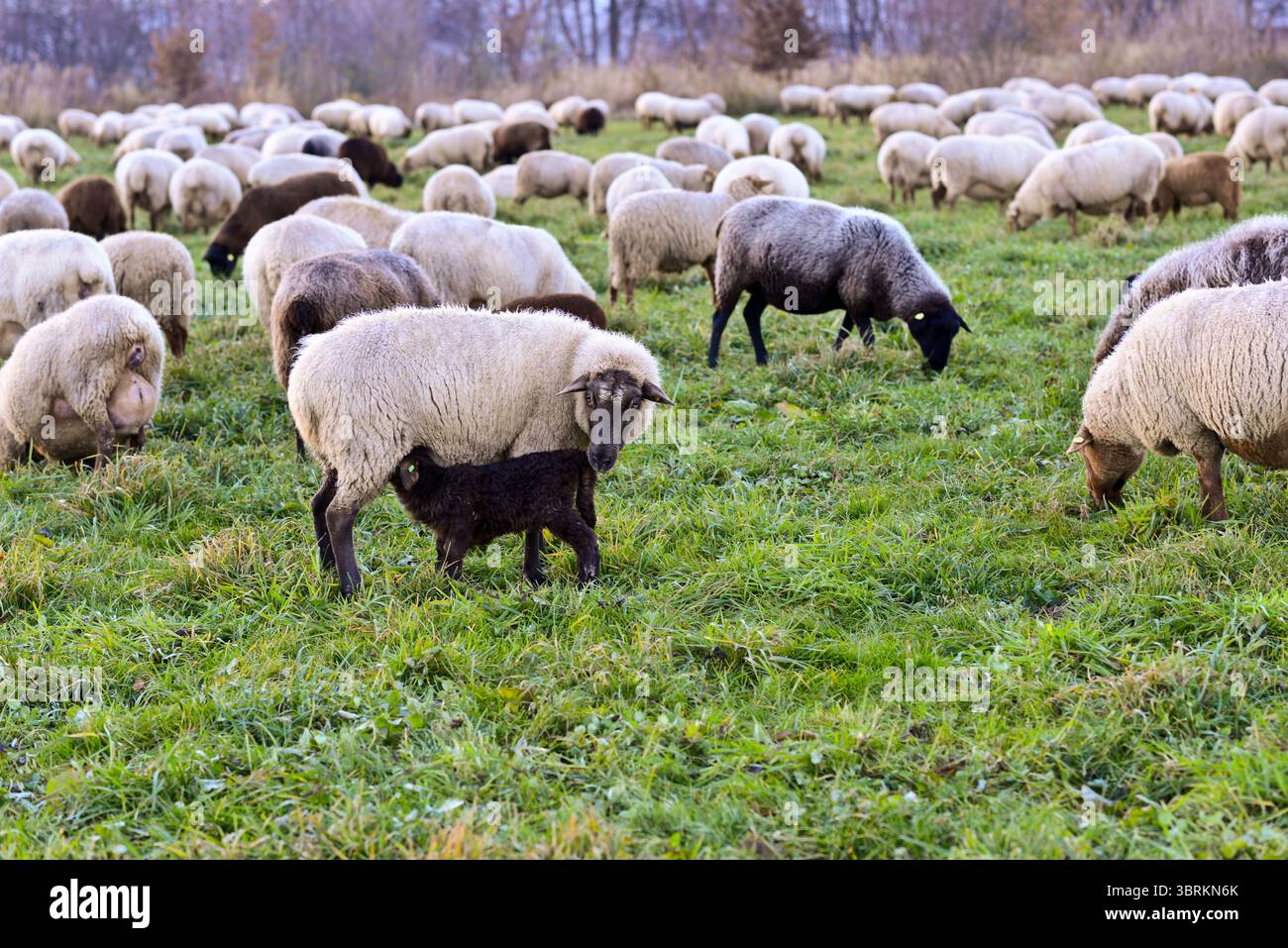 Le pecore su un pascolo, Germania, Europa Foto Stock