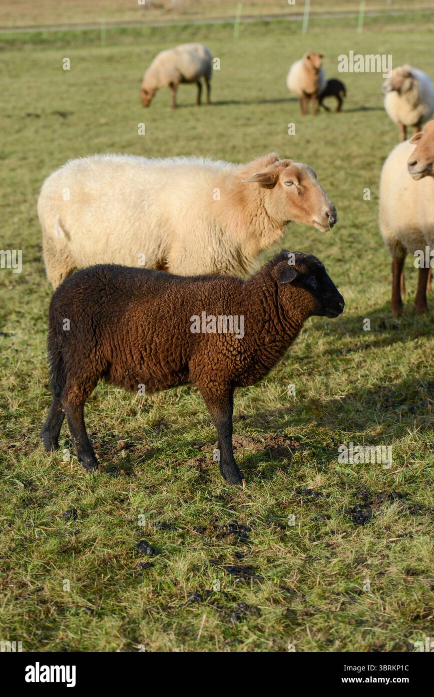 Le pecore su un pascolo, Germania, Europa Foto Stock