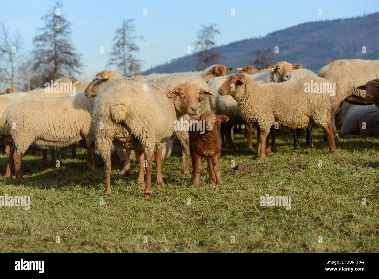 Le pecore su un pascolo, Germania, Europa Foto Stock