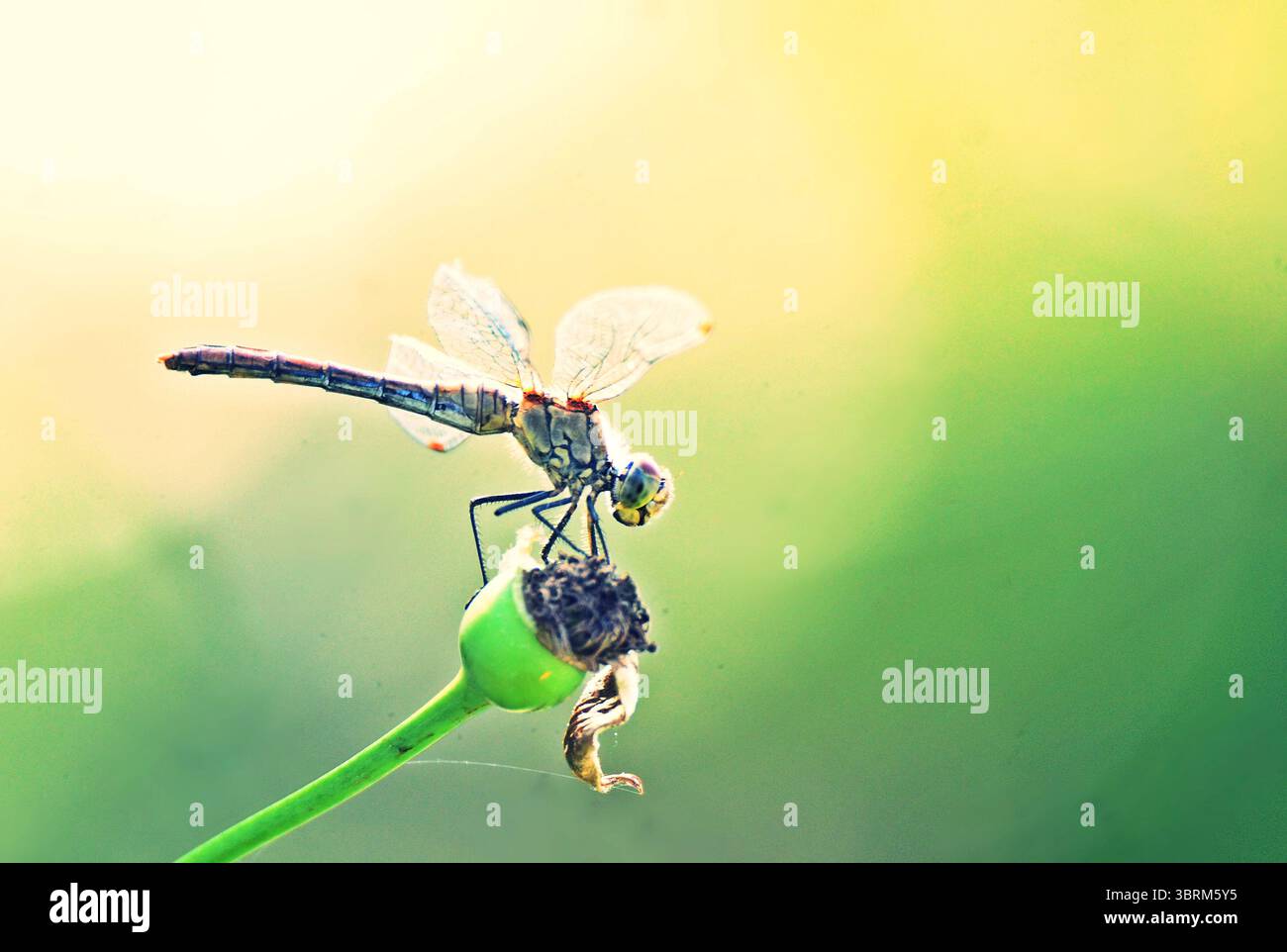L'Imperatore Dragonfly in prima mattinata, Anax imperatore Foto Stock