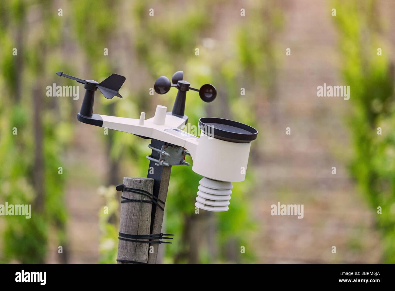 Una piccola stazione meteorologica sta misurando i parametri del microclima in un vigneto, aiutando i viticoltori a ottimizzare le loro colture Foto Stock