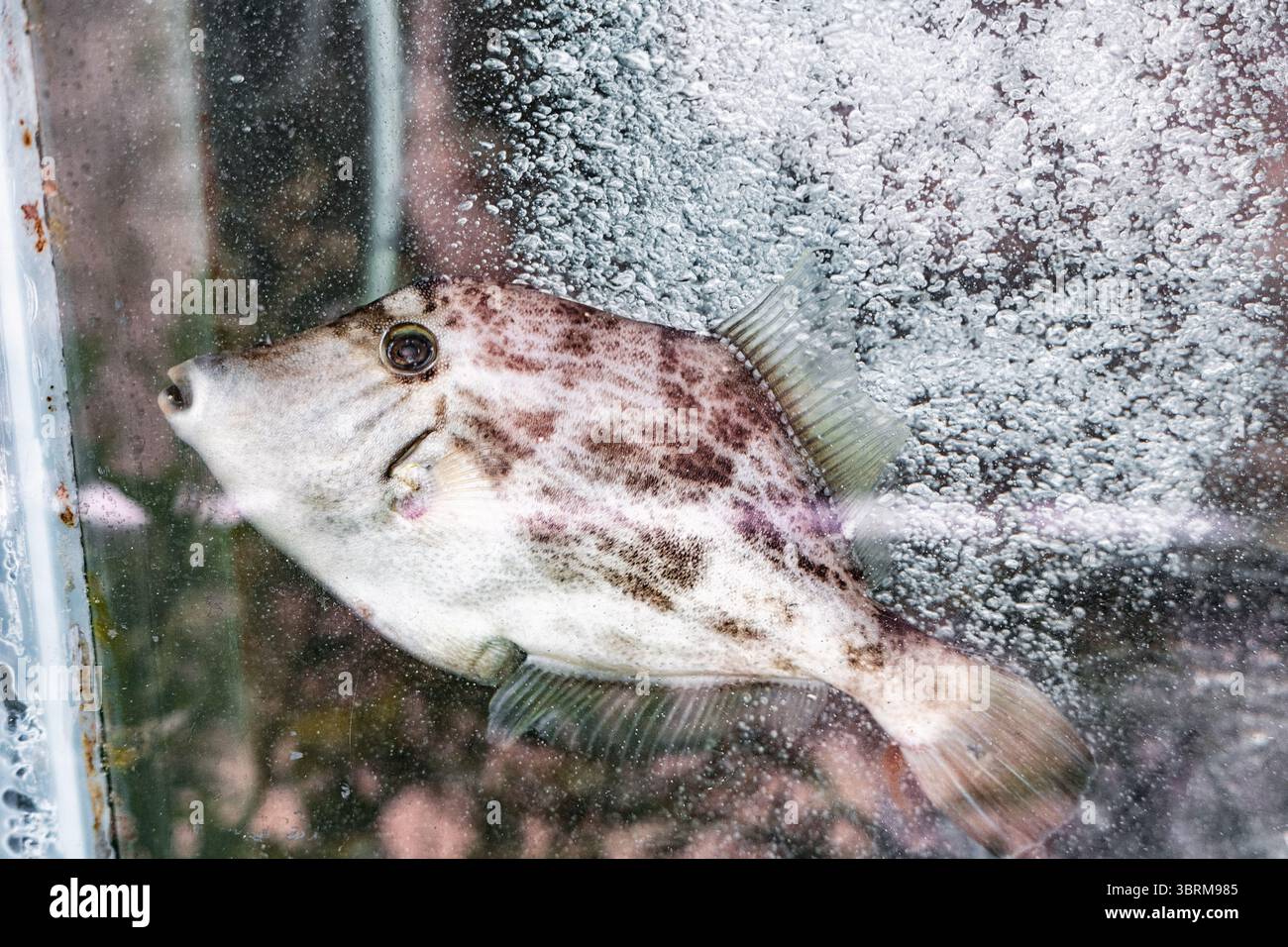 I pesci maculati con la pelle ruvida nuotano in un acquario di vetro trasparente, mostrando i suoi modelli distinti e il suo habitat acquatico Foto Stock
