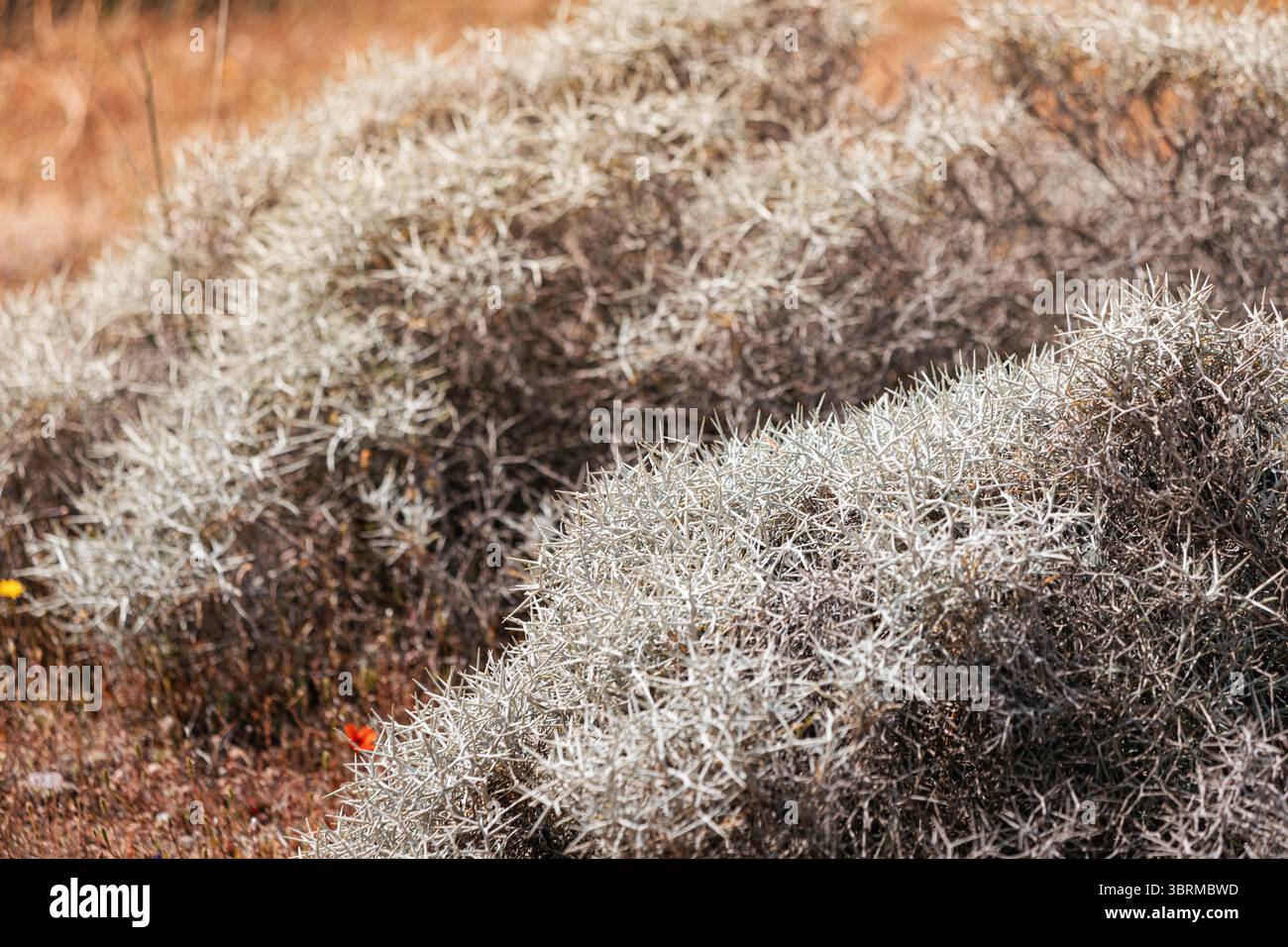 Primo piano di piante spinose secche che che crescono in un paesaggio arido, creando un motivo testurizzato contro il suolo marrone Foto Stock