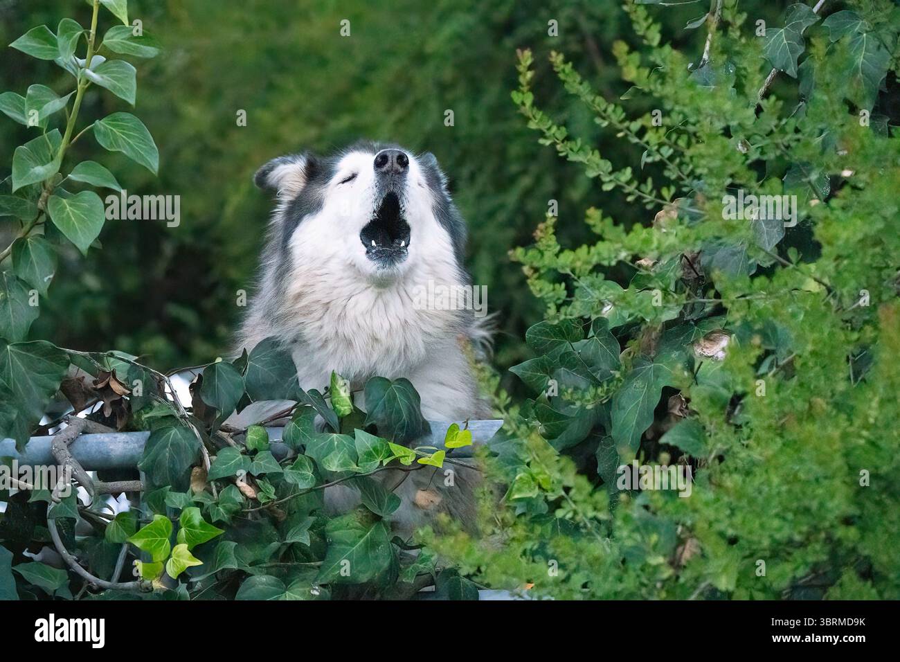 Lasciato solo in un cortile, un cane solitario urla dietro la recinzione. Foto Stock