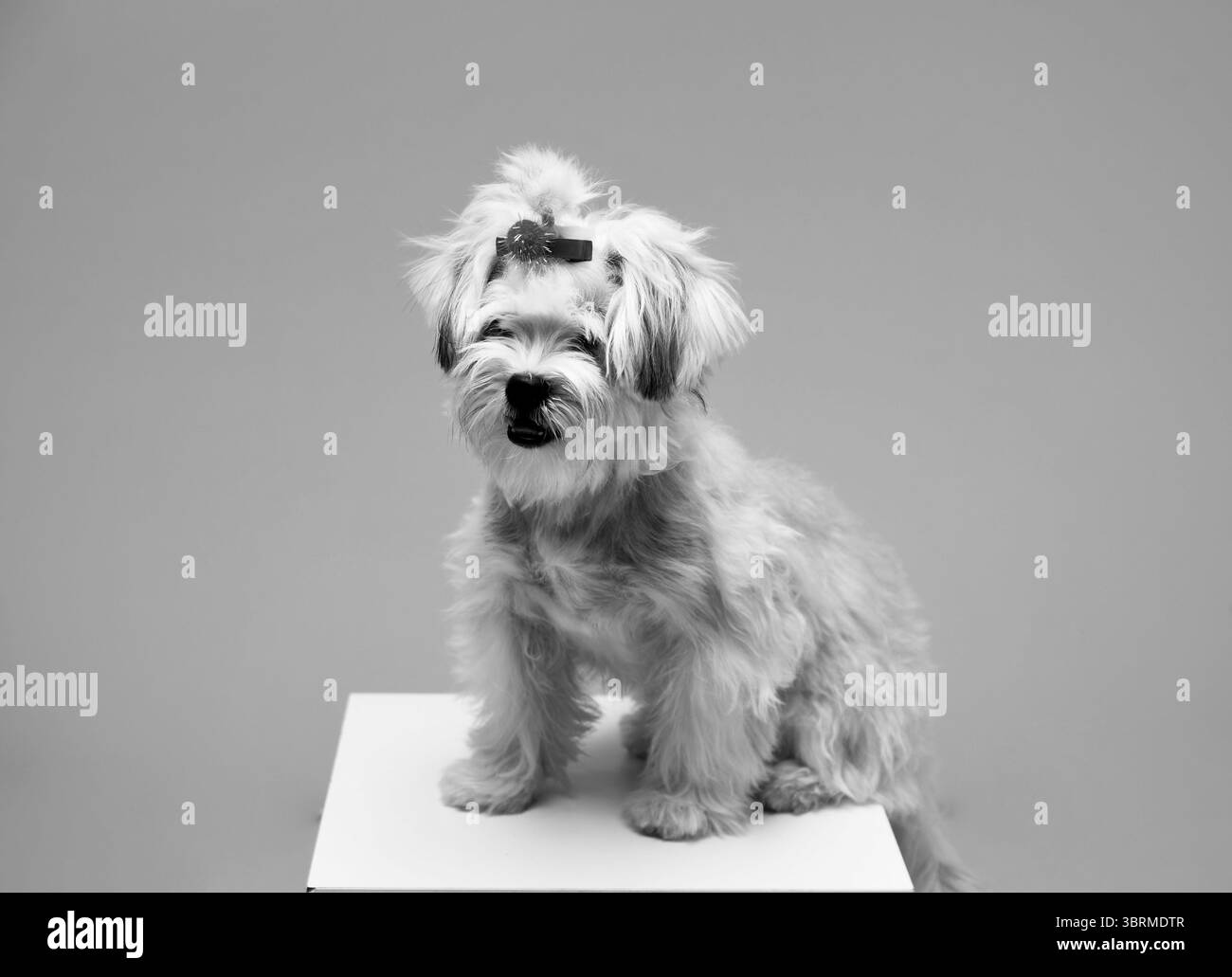 Carino cane Lhasa Apso che guarda in alto. Piccolo cane soffice con aspetto orsacchiotto. Ideale per la cura degli animali domestici, lo stile di vita e i contenuti relativi agli animali. Foto Stock