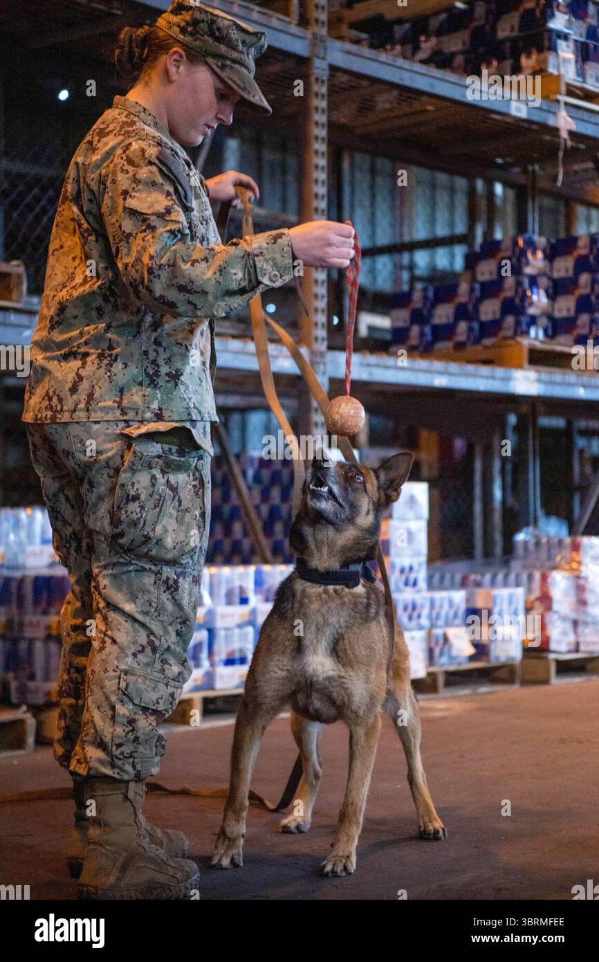 Man's Best Friend - The Dogs of Naval Station Rota's Military Working Dog Program (7696135). Foto Stock