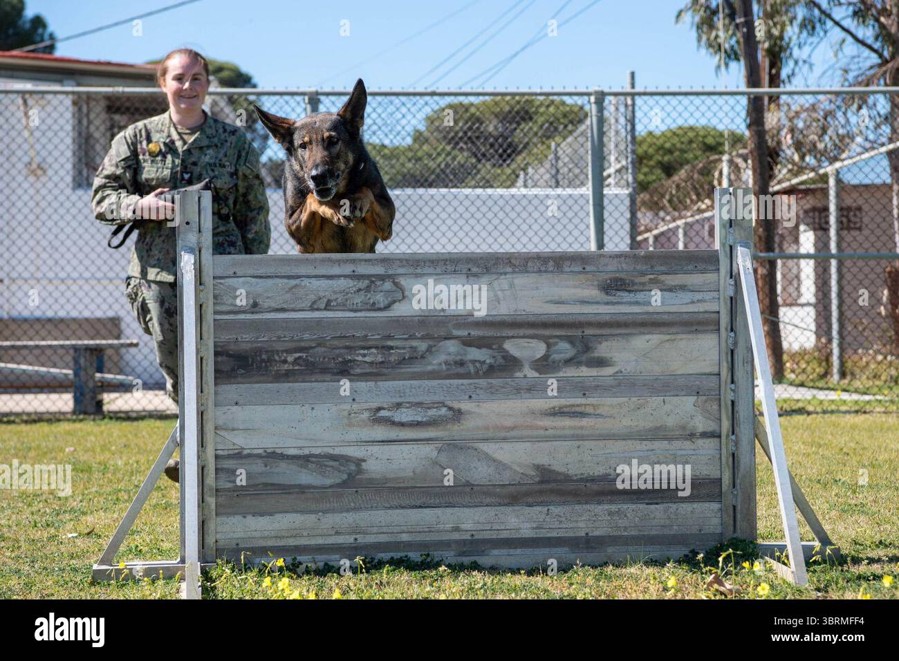 Man's Best Friend - The Dogs of Naval Station Rota's Military Working Dog Program (7696137). Foto Stock