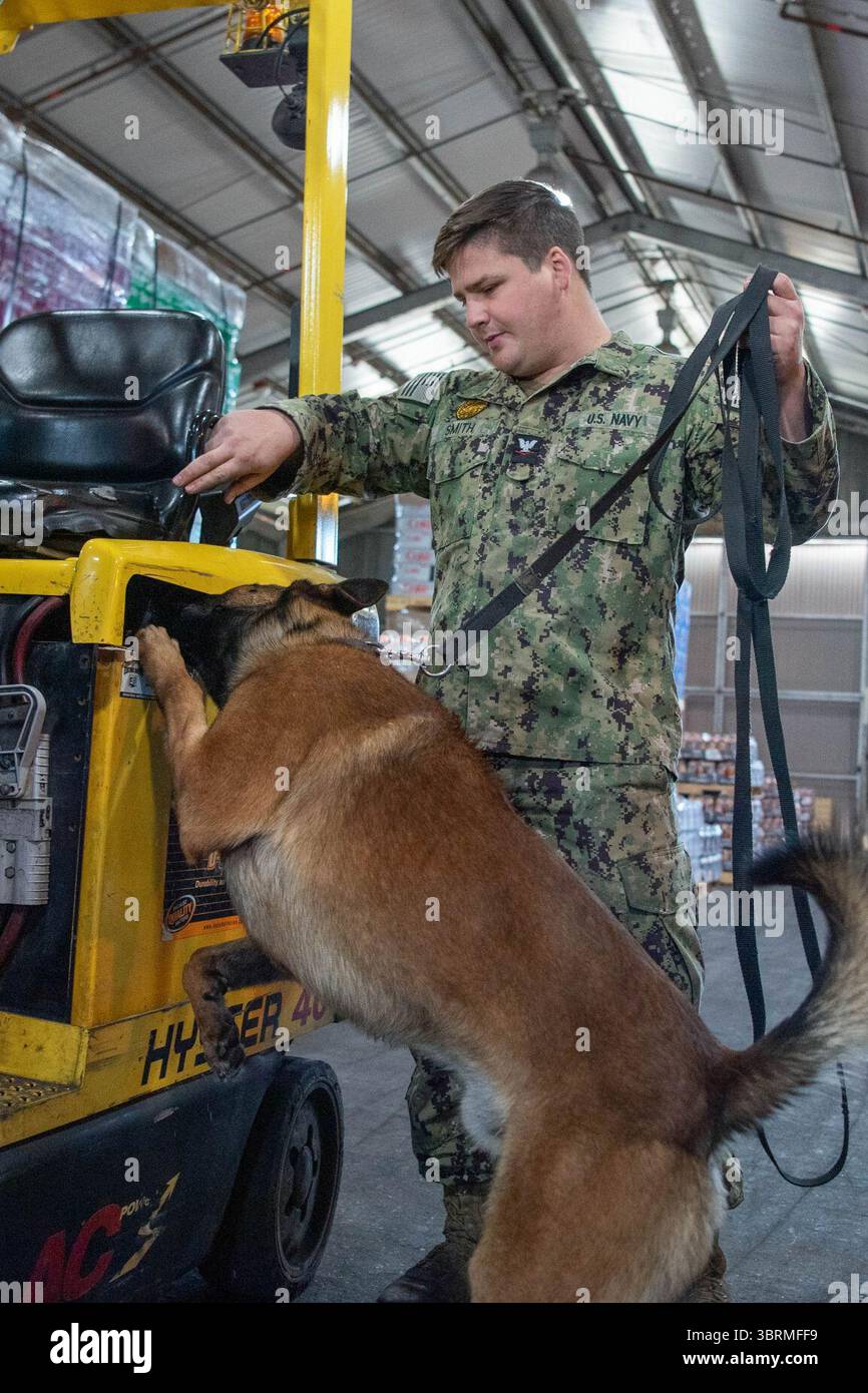 Man's Best Friend - The Dogs of Naval Station Rota's Military Working Dog Program (7696136). Foto Stock