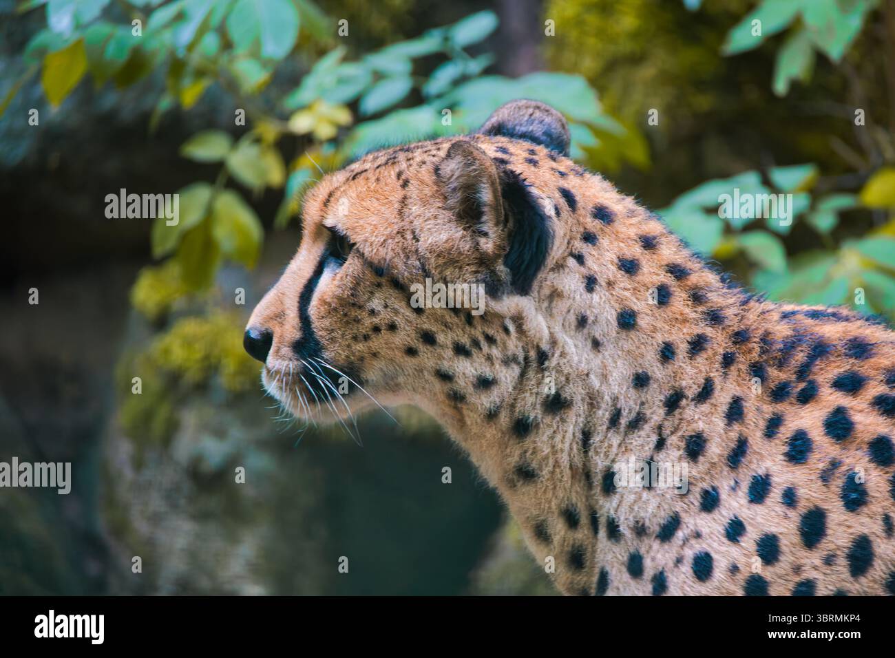 ritratto della natura selvaggia di un ghepardo Foto Stock