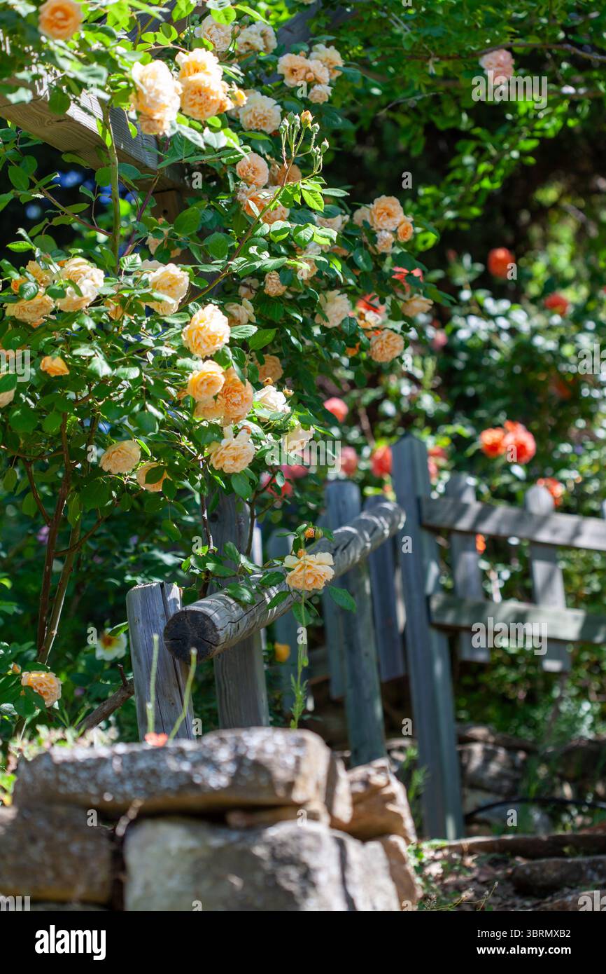 tè e rose in miniatura si incontrano sulla recinzione Foto Stock