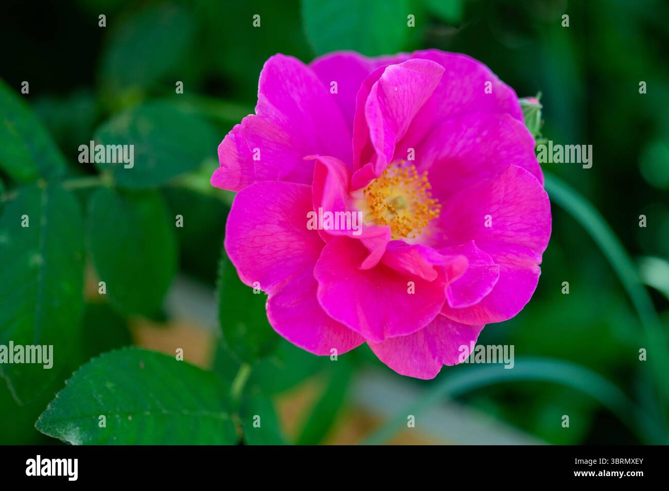 rosa damascata in primavera Foto Stock