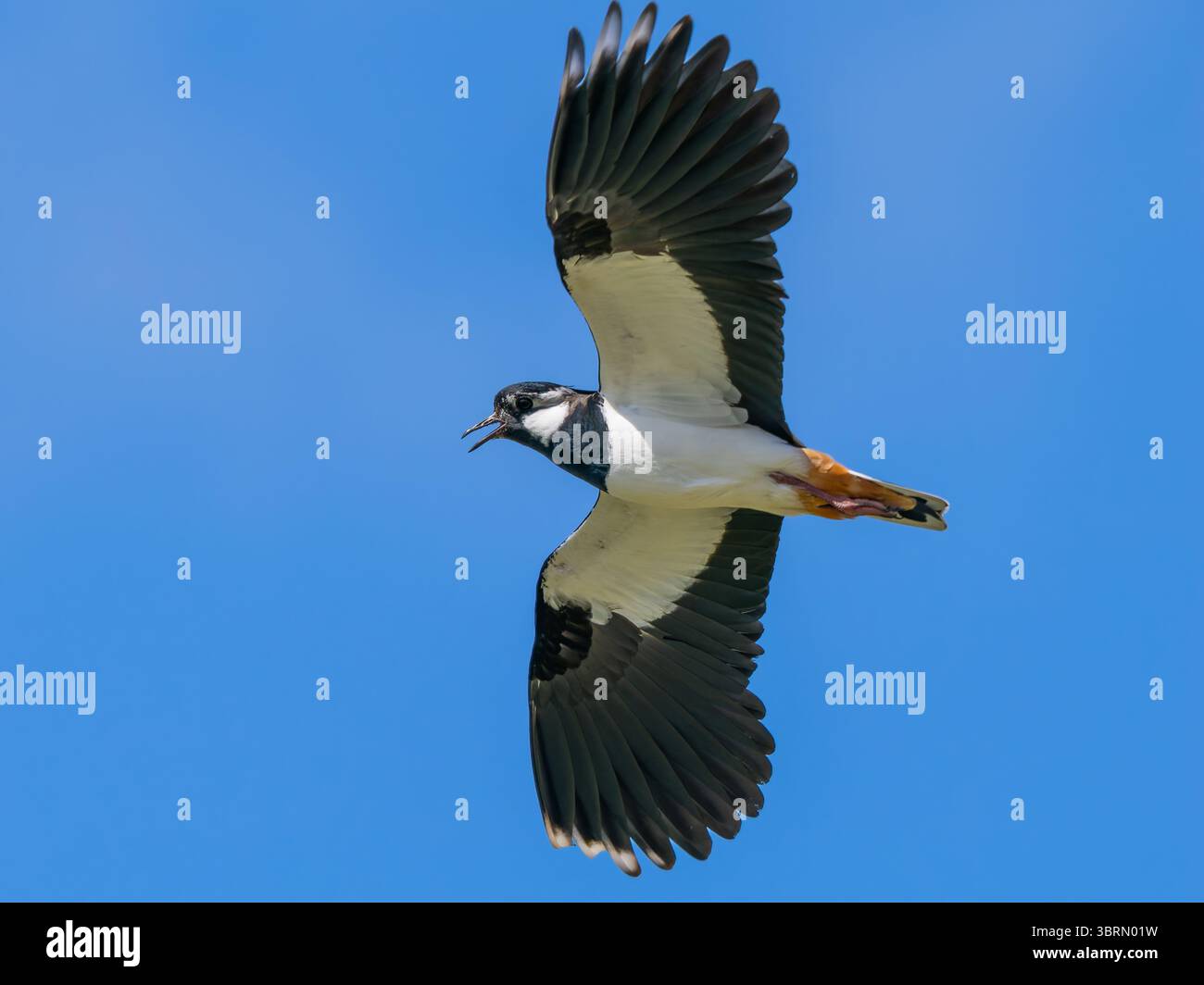 Lapwing settentrionale, Vanellus vanellus, noto anche come peewit o pewit, tuit o tewit, plover verde, o semplicemente lapwing Foto Stock