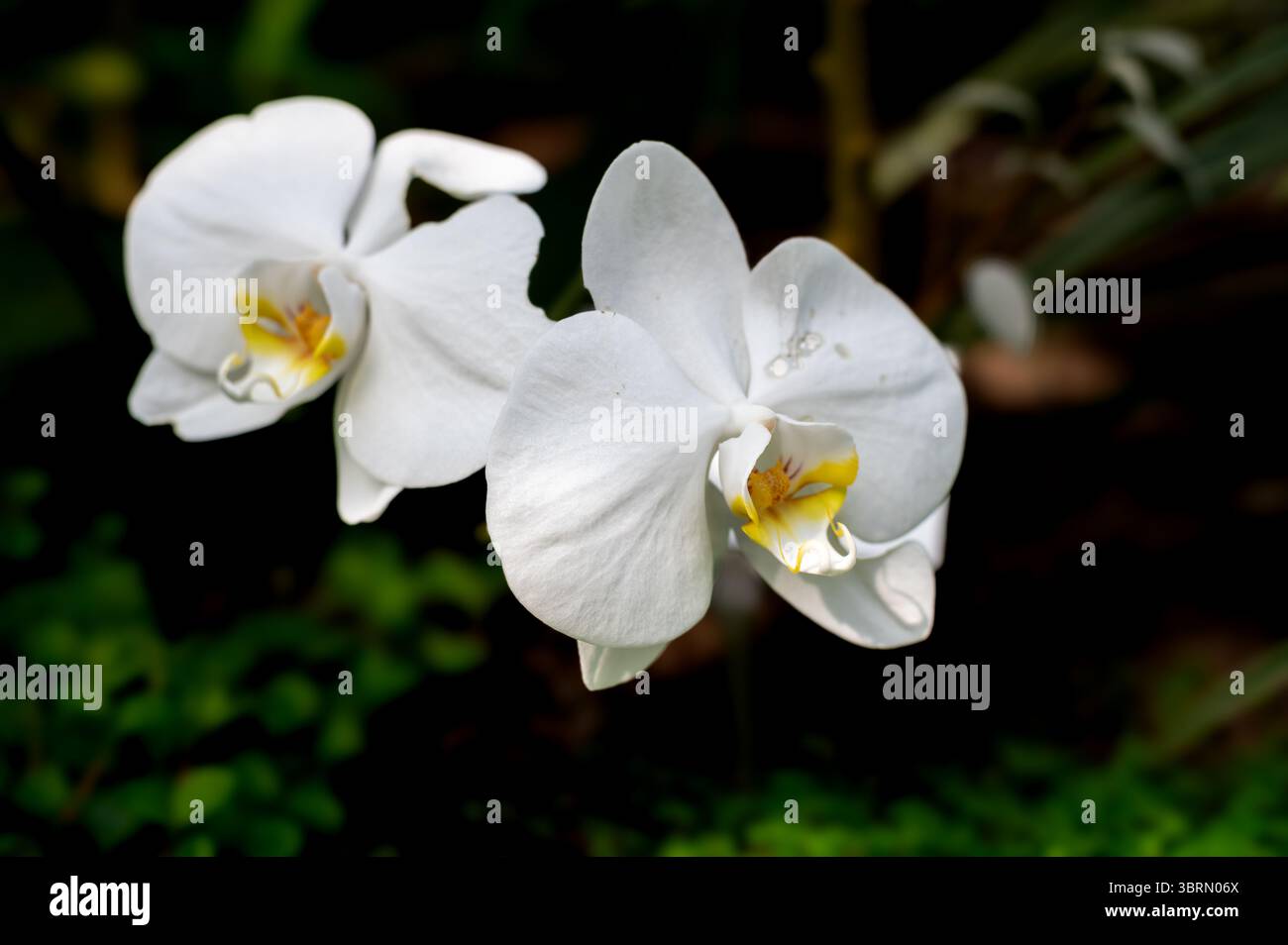 Primo piano di Phalaenopsis Orchid Bloom Foto Stock