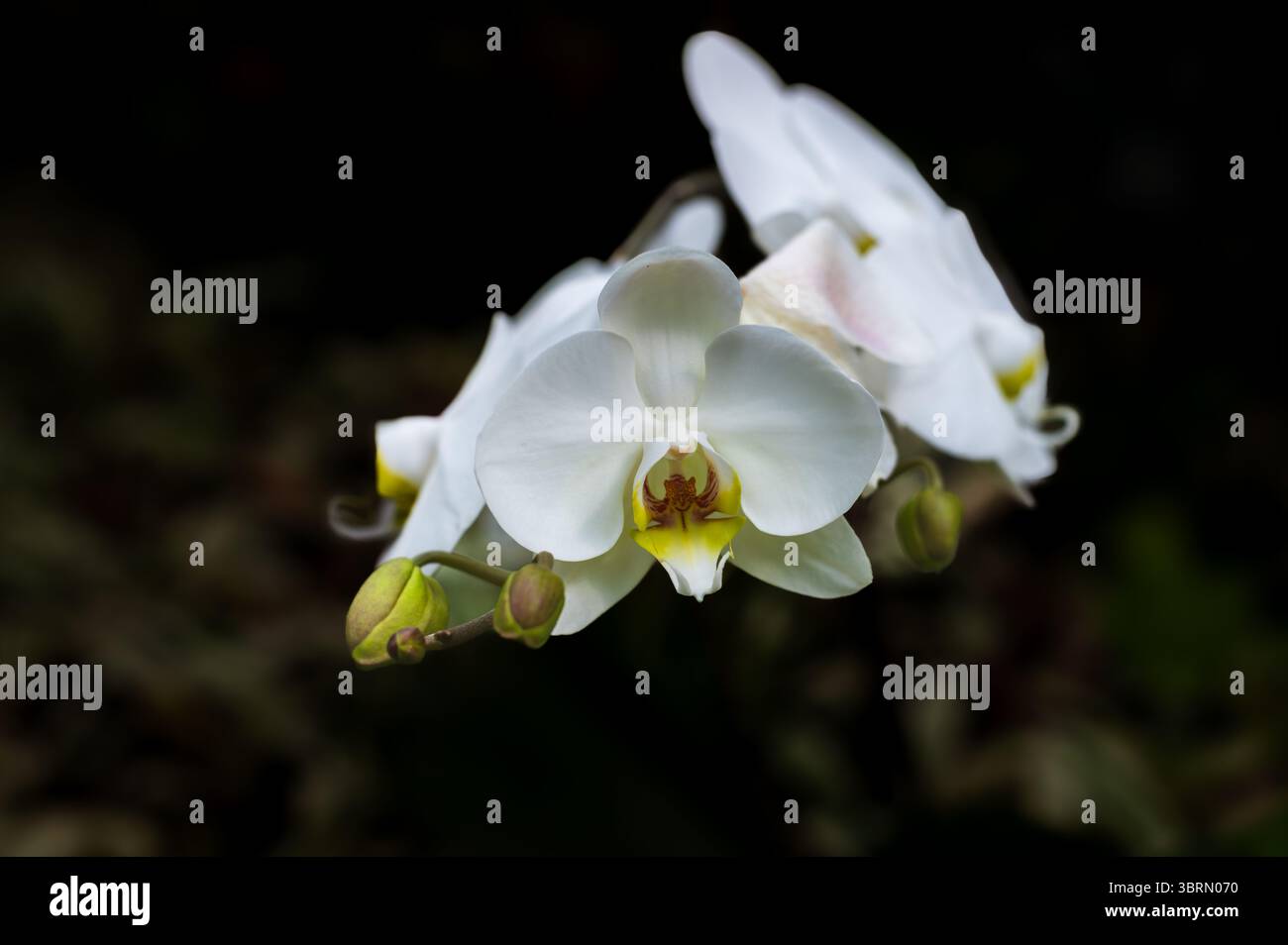 Primo piano di Phalaenopsis Orchid Bloom Foto Stock