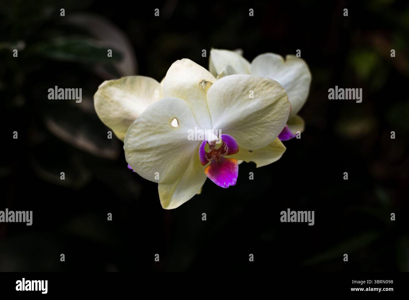Primo piano di Phalaenopsis Orchid Bloom Foto Stock