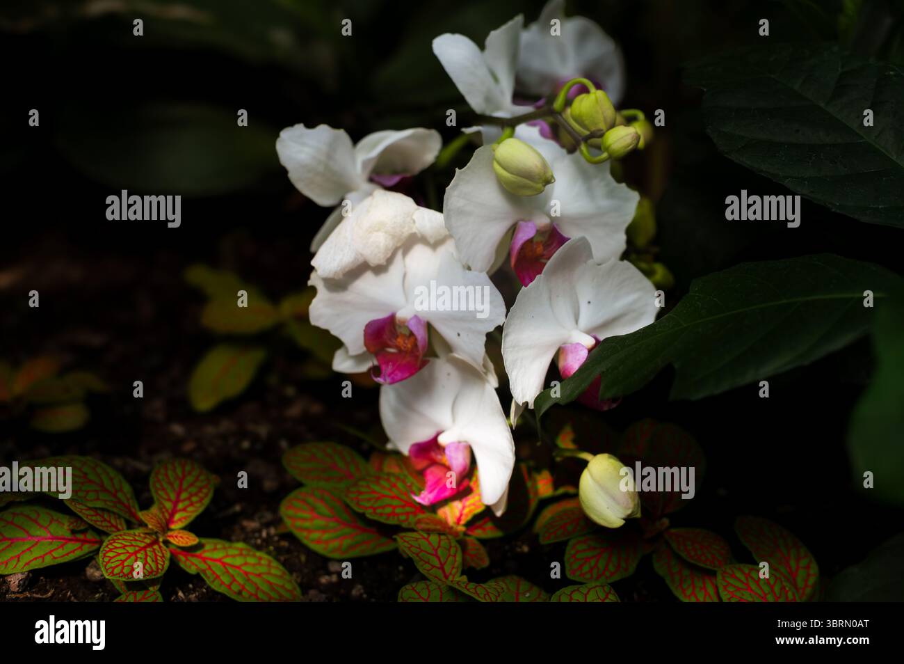 Primo piano di Phalaenopsis Orchid Bloom Foto Stock