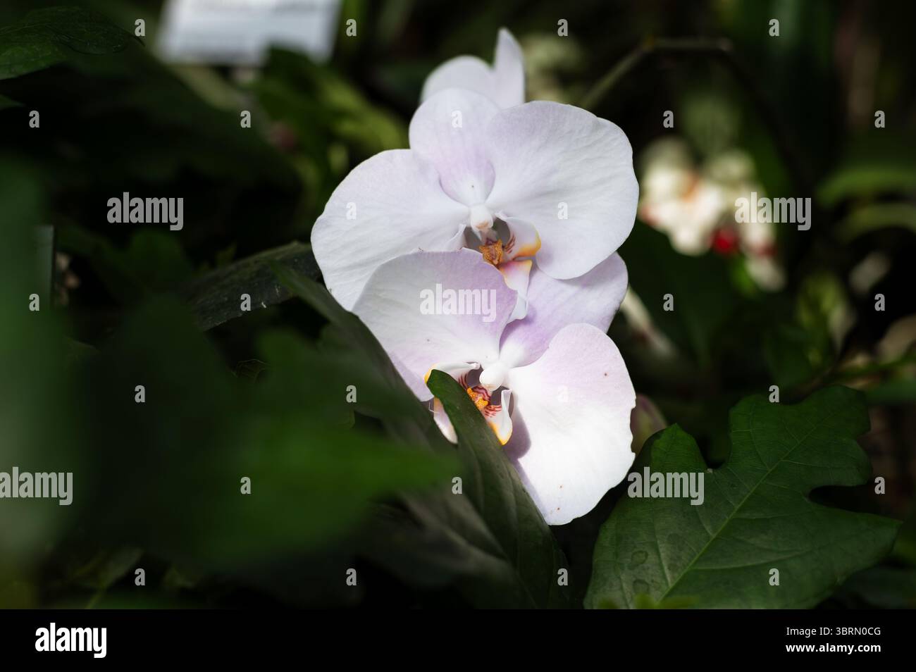 Primo piano di Phalaenopsis Orchid Bloom Foto Stock