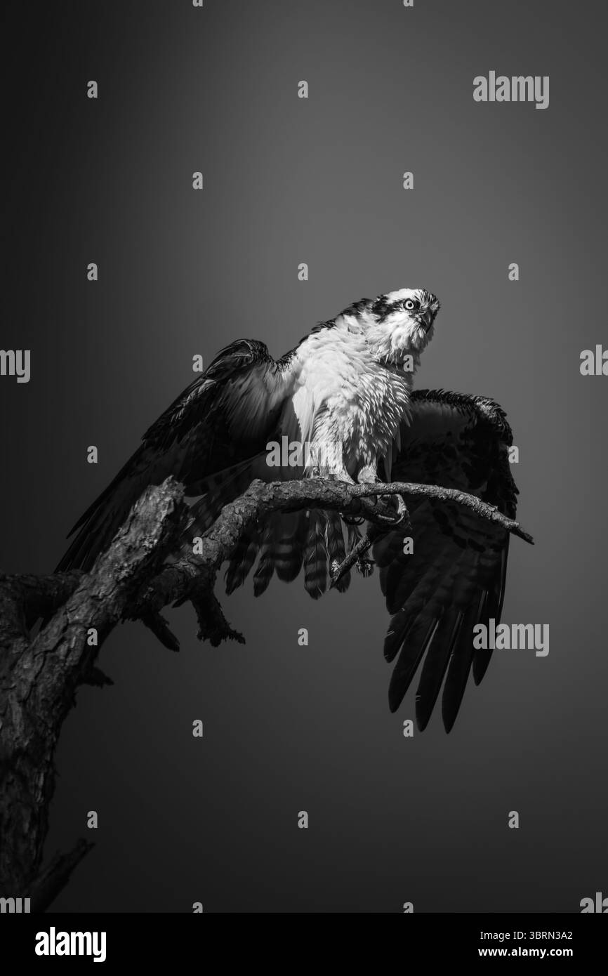 Fotografia in bianco e nero di un falco pescatore al culmine dell'estensione dell'ala, pochi istanti prima di prendere il volo. Catturato contro un cielo vuoto Foto Stock