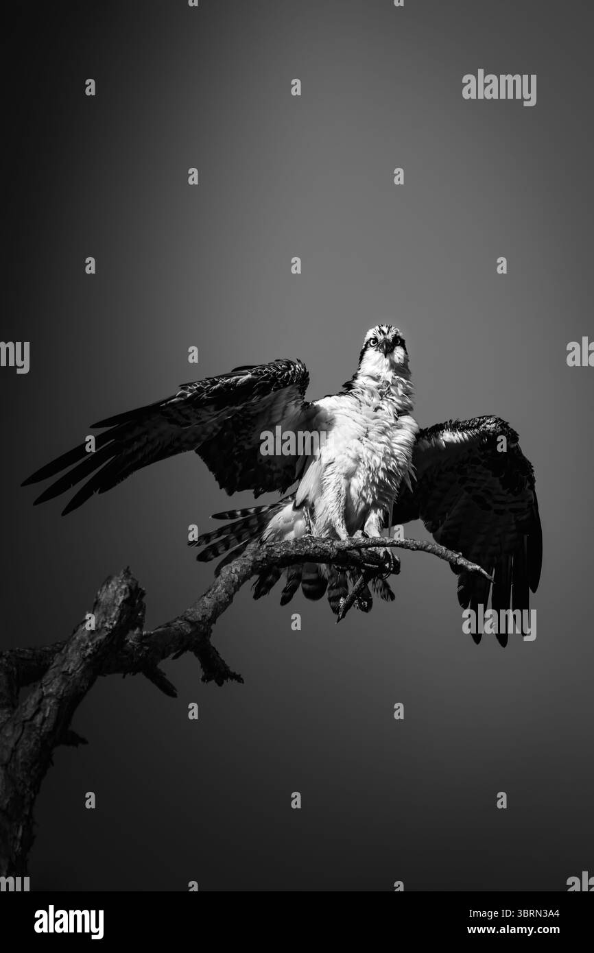 Fotografia in bianco e nero di un falco pescatore al culmine dell'estensione dell'ala, pochi istanti prima di prendere il volo. Catturato contro un cielo vuoto Foto Stock