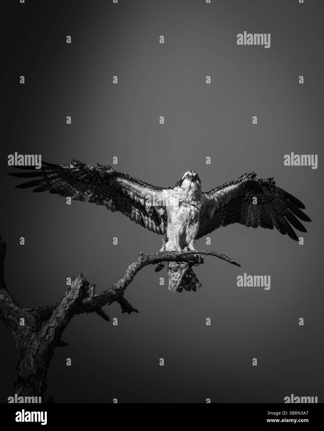 Fotografia in bianco e nero di un falco pescatore al culmine dell'estensione dell'ala, pochi istanti prima di prendere il volo. Catturato contro un cielo vuoto Foto Stock