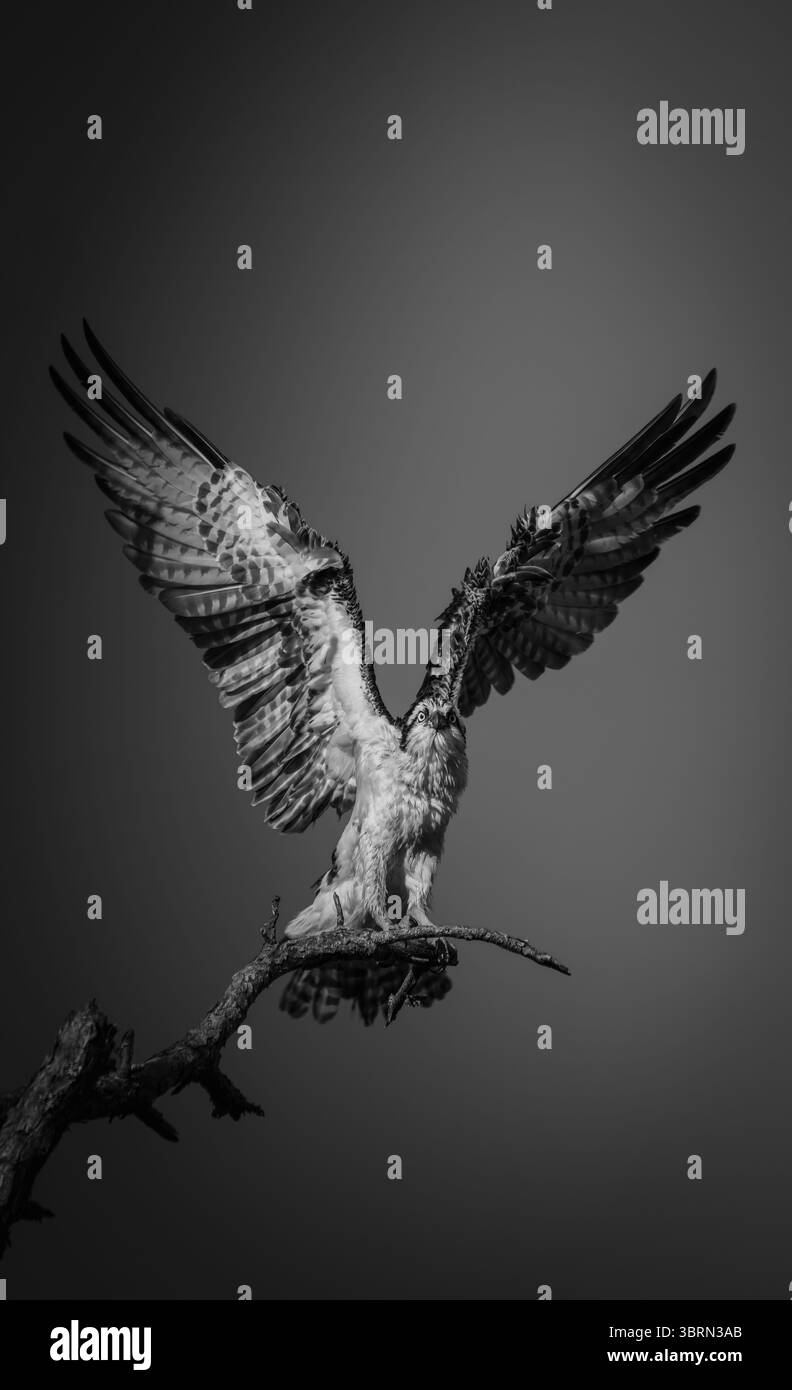Fotografia in bianco e nero di un falco pescatore al culmine dell'estensione dell'ala, pochi istanti prima di prendere il volo. Catturato contro un cielo vuoto Foto Stock