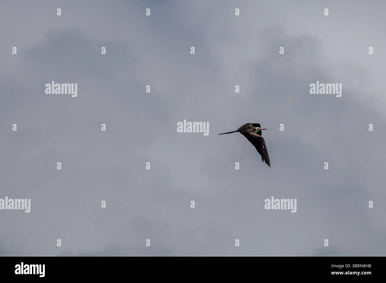 Un fregato minore con piume nere e un becco agganciato svetta in un cielo azzurro limpido sulle Seychelles. Foto Stock