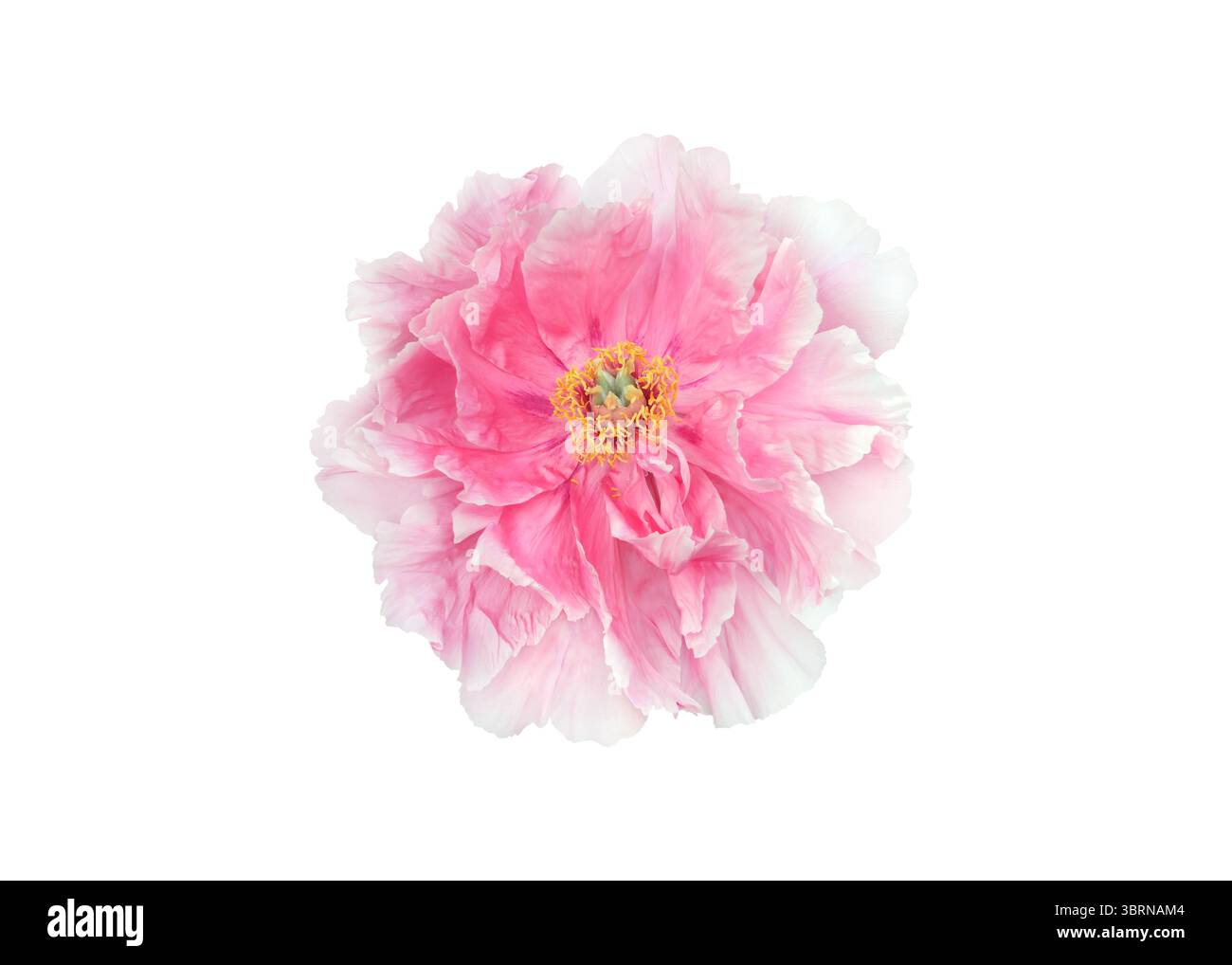 Fiore di peonia rosa con petali a strati isolati su sfondo bianco. Perfetto per disegni botanici, decorazioni floreali, packaging, temi per matrimoni, nat Foto Stock