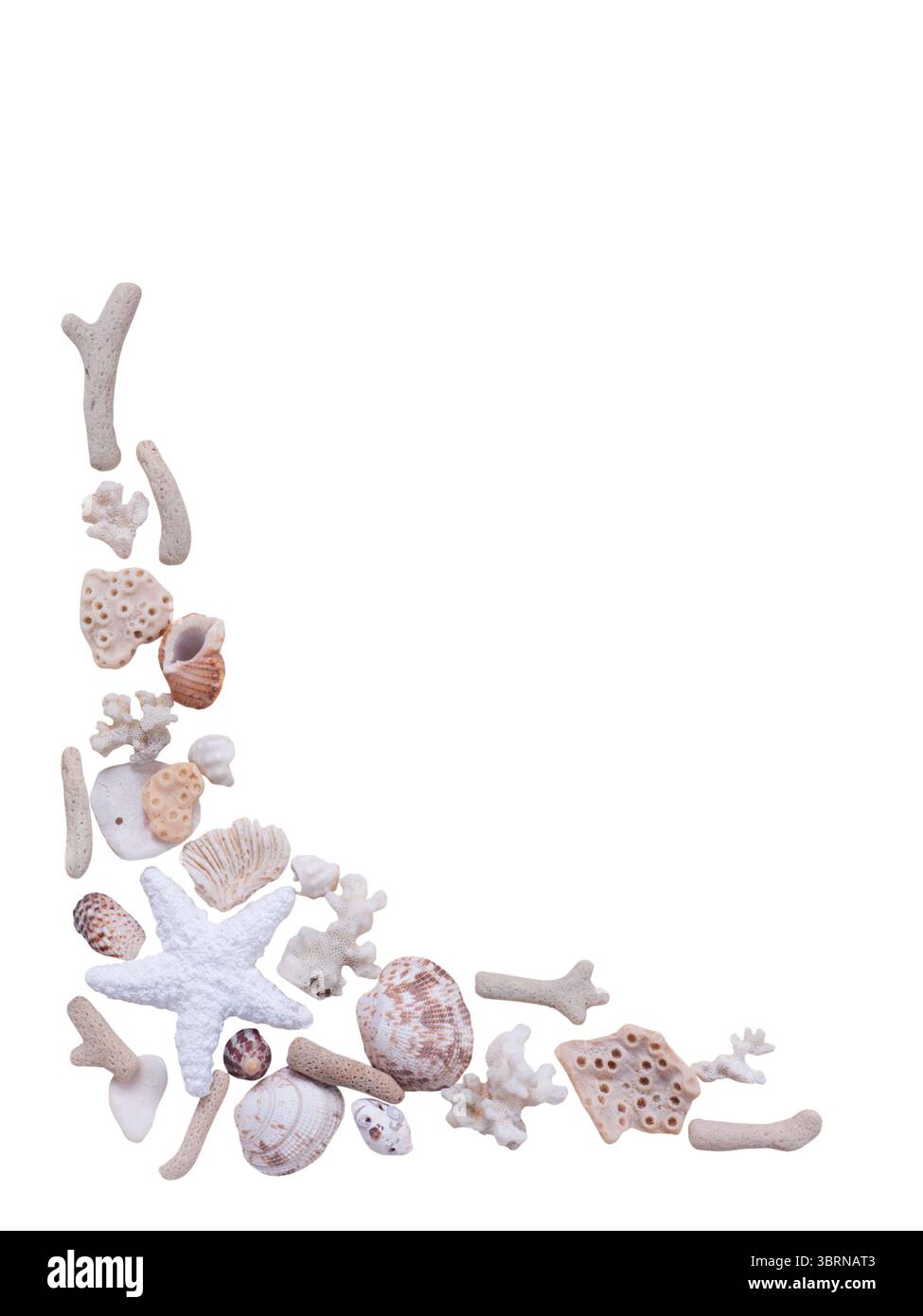 Cornice d'angolo decorativa a tema marino composta da conchiglie, coralli e stelle marine bianche disposte su un pulito sfondo bianco. Perfetto per l'estate, Foto Stock