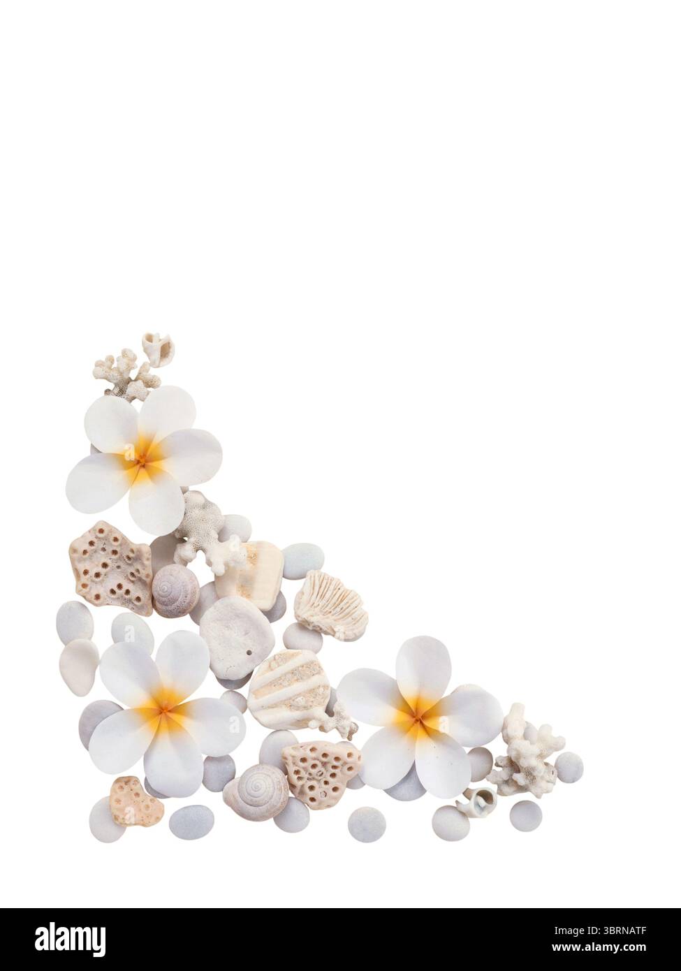 Cornice d'angolo decorativa a tema marino composta da conchiglie, coralli e fiori di marea disposti su un pulito sfondo bianco. Perfetto per l'estate, bea Foto Stock