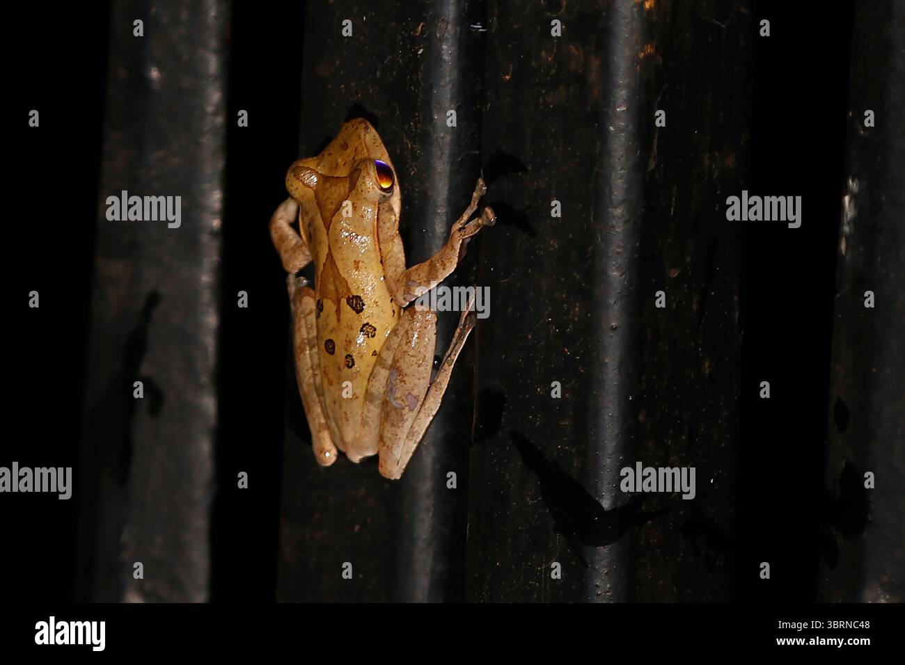 Rana da frusta birmana, Polypedates è un genere di rane della famiglia Rhacophoridae, rane arbustive e rane paleotropiche Foto Stock