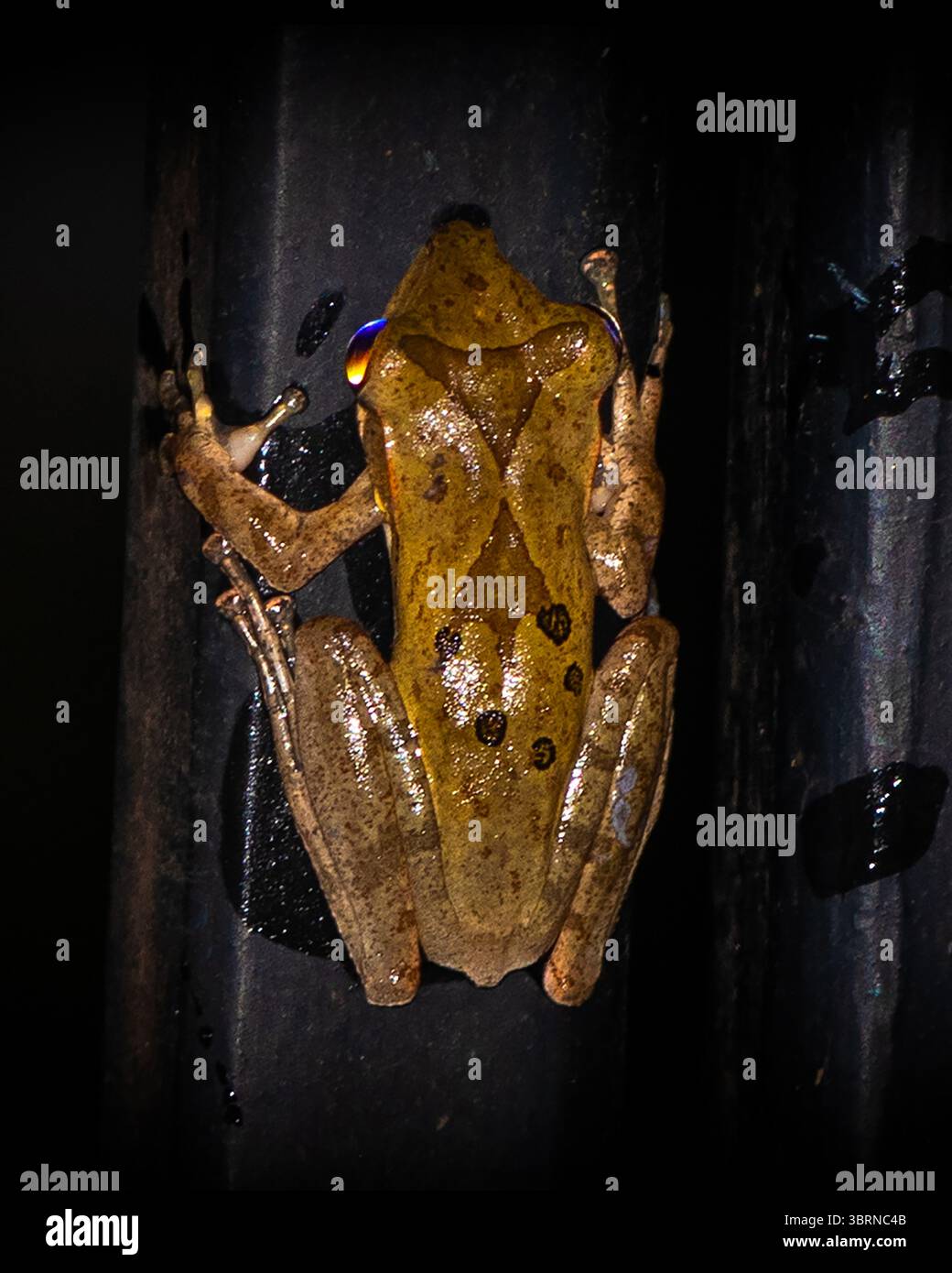 Rana da frusta birmana, Polypedates è un genere di rane della famiglia Rhacophoridae, rane arbustive e rane paleotropiche Foto Stock