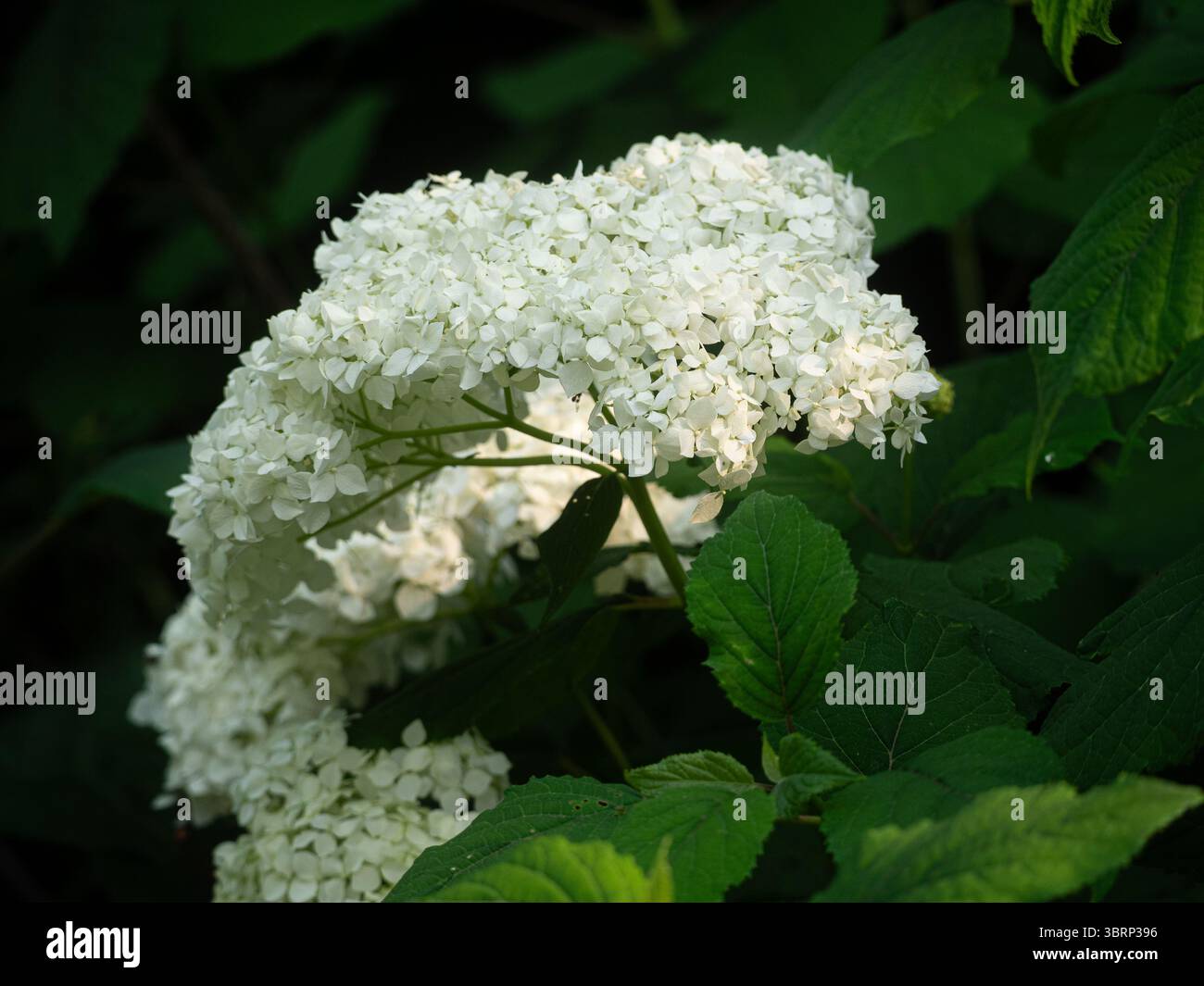 Ortensie selvatiche Foto Stock