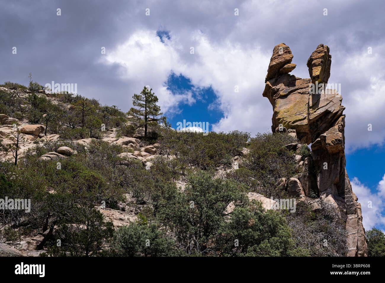 Le aspre montagne Catalina sono un'oasi estiva per i residenti del deserto di Sonora, per sfuggire al caldo a 9000 metri sopra il livello del mare Foto Stock
